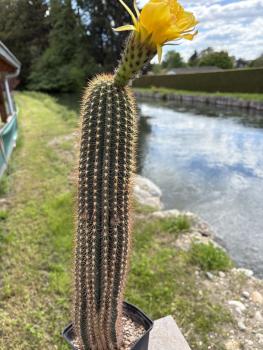 Preview: Trichocereus Hybrid gelb